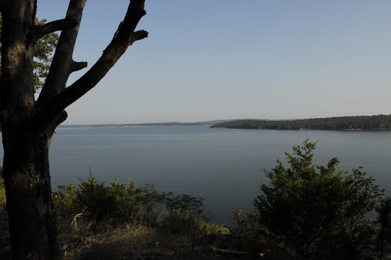 Tree by calm lake under clear sky