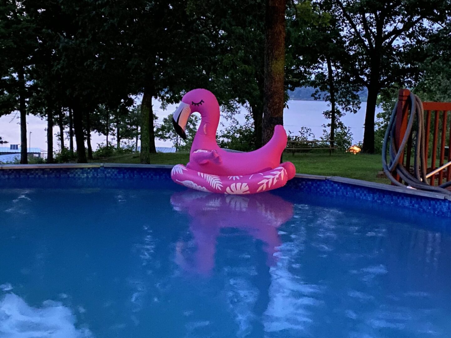 Pink flamingo float in a pool